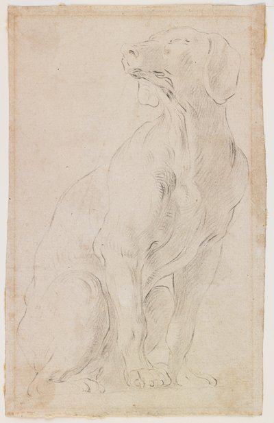 Seated Dog by Francesco Solimena